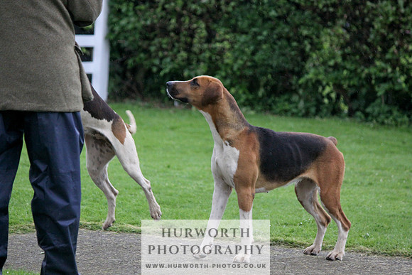 Hurworth Puppy Show Practice 031