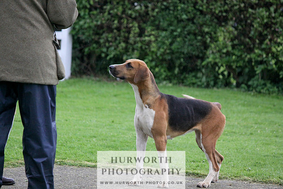 Hurworth Puppy Show Practice 032