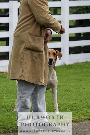 Hurworth Puppy Show Practice 033