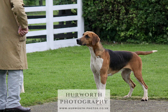 Hurworth Puppy Show Practice 034