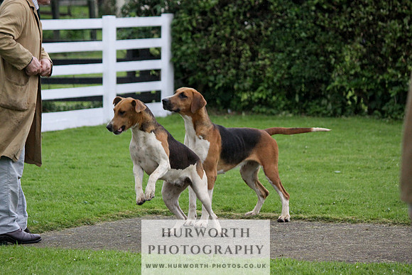 Hurworth Puppy Show Practice 035