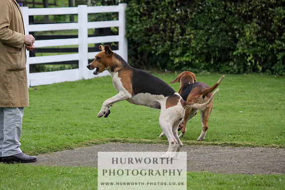 Hurworth Puppy Show Practice 036