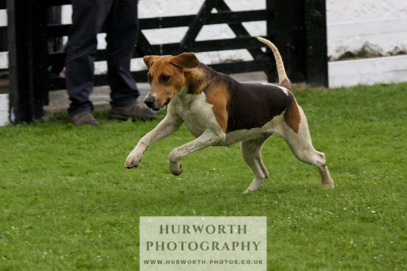 Hurworth Puppy Show Practice 037