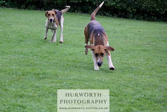 Hurworth Puppy Show Practice 039