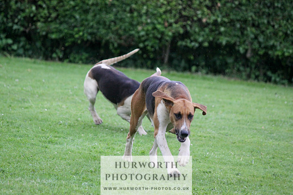 Hurworth Puppy Show Practice 038