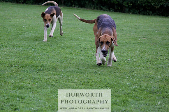 Hurworth Puppy Show Practice 040
