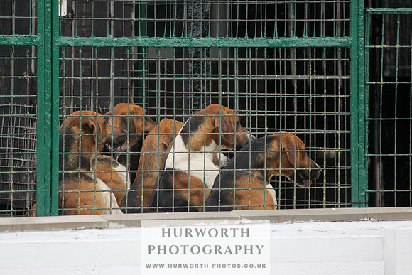 Hurworth Puppy Show Practice 041