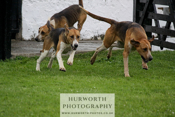 Hurworth Puppy Show Practice 042