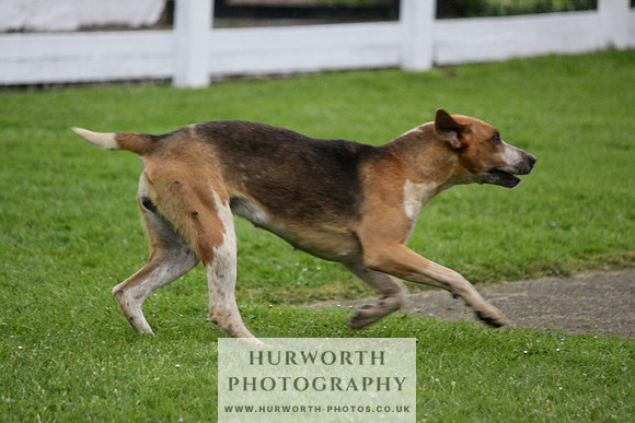 Hurworth Puppy Show Practice 043