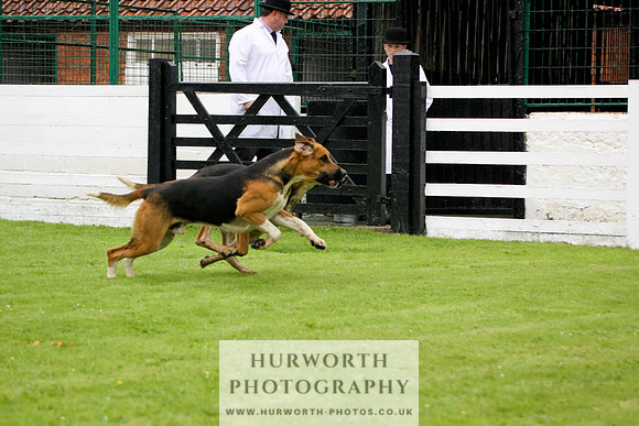 Hurworth Puppy Show 013
