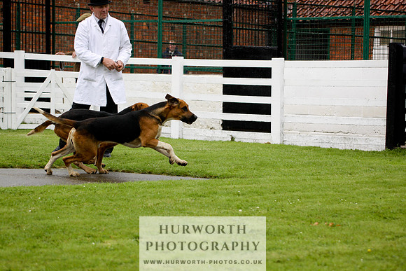 Hurworth Puppy Show 012