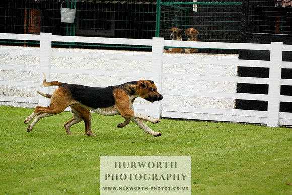 Hurworth Puppy Show 014