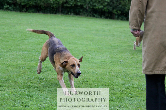 Hurworth Puppy Show Practice 044