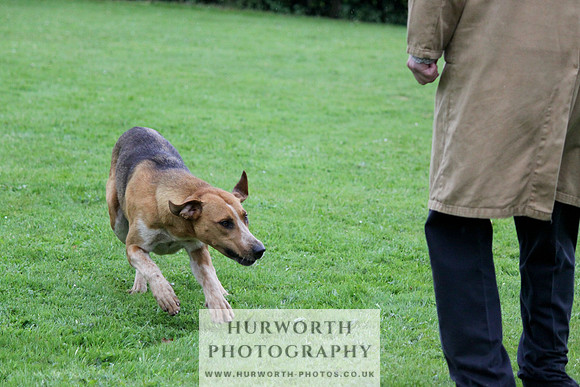 Hurworth Puppy Show Practice 045