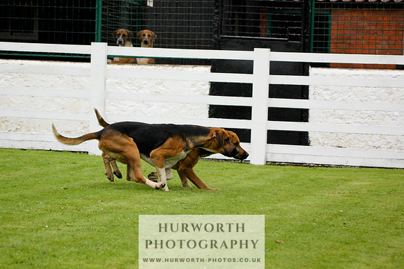 Hurworth Puppy Show 015