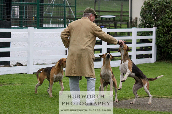 Hurworth Puppy Show Practice 046