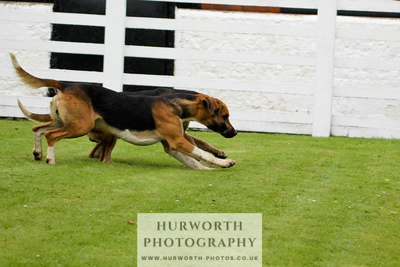 Hurworth Puppy Show 016