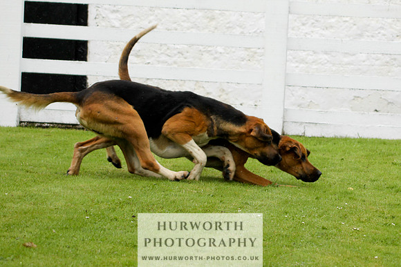 Hurworth Puppy Show 017