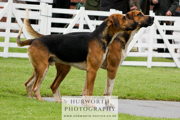 Hurworth Puppy Show 018