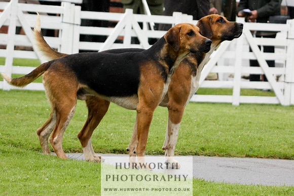 Hurworth Puppy Show 019