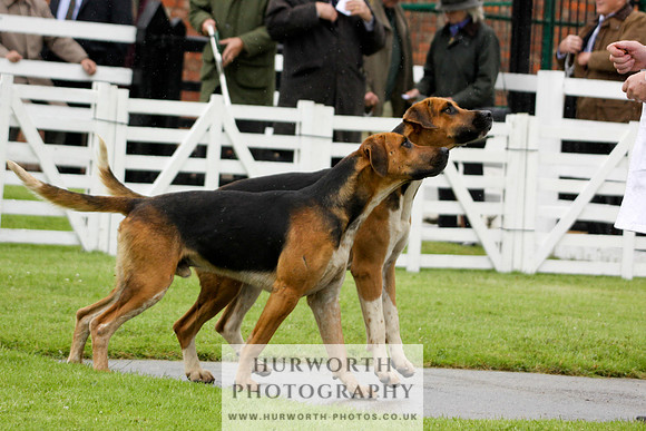 Hurworth Puppy Show 020