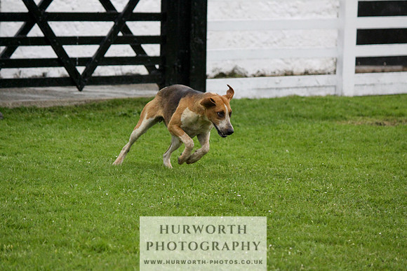 Hurworth Puppy Show Practice 048