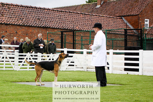 Hurworth Puppy Show 021