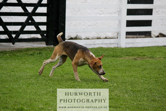Hurworth Puppy Show Practice 049