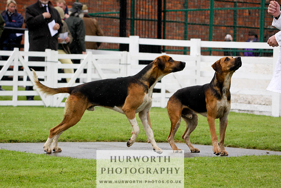 Hurworth Puppy Show 022