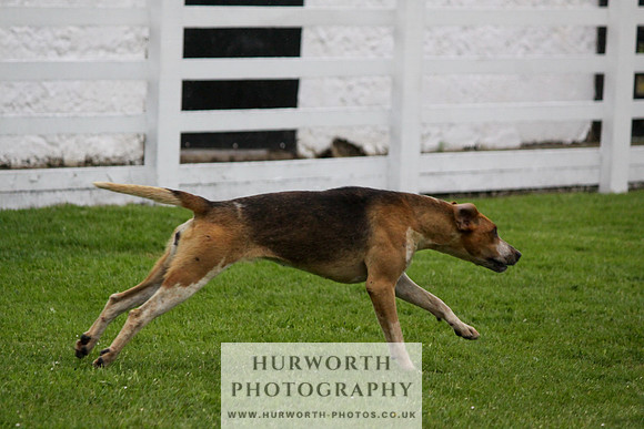 Hurworth Puppy Show Practice 050