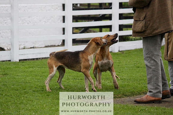 Hurworth Puppy Show Practice 051