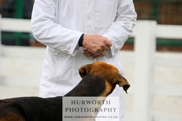 Hurworth Puppy Show 024