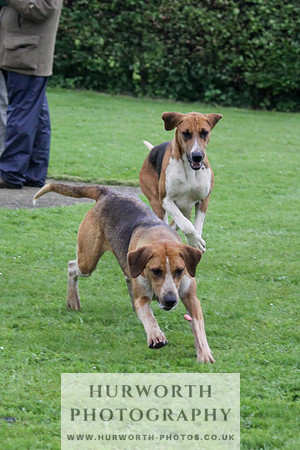 Hurworth Puppy Show Practice 052
