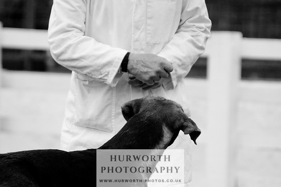 Hurworth Puppy Show 025