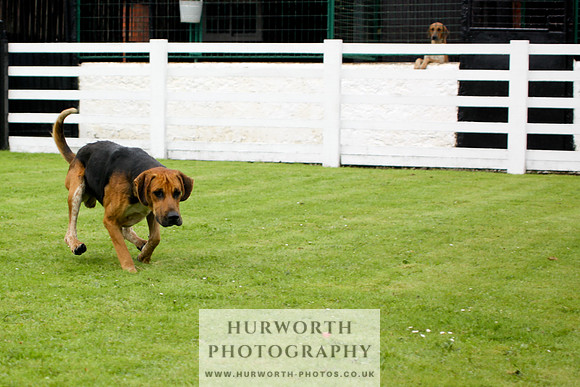Hurworth Puppy Show 026