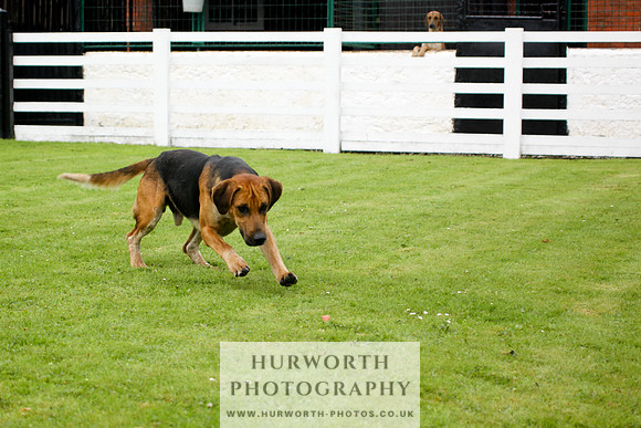 Hurworth Puppy Show 027