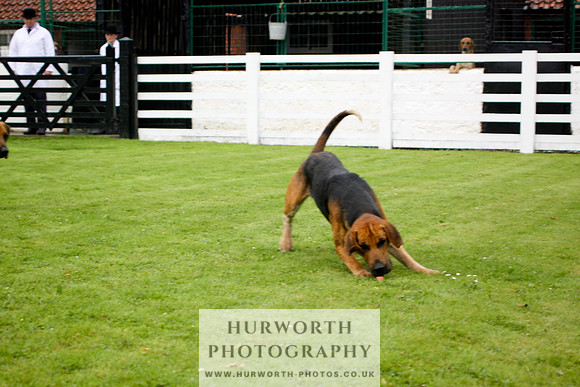 Hurworth Puppy Show 028