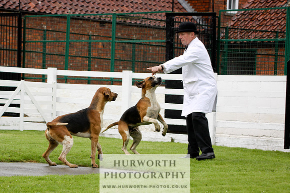 Hurworth Puppy Show 031