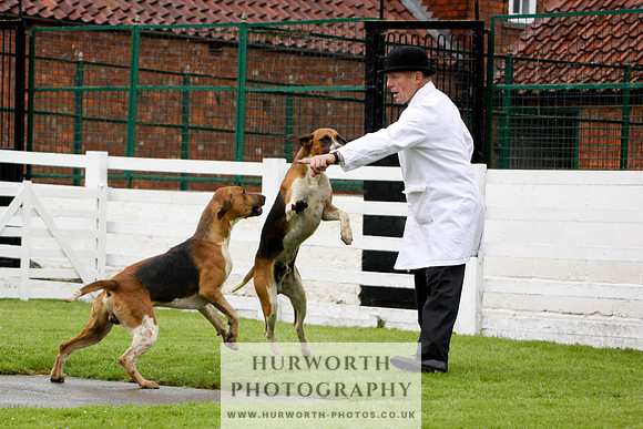 Hurworth Puppy Show 032