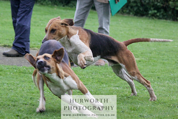 Hurworth Puppy Show Practice 058