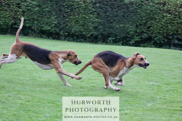 Hurworth Puppy Show Practice 059