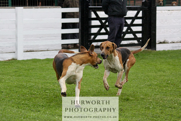 Hurworth Puppy Show Practice 060