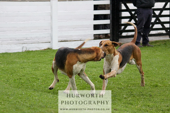 Hurworth Puppy Show Practice 061