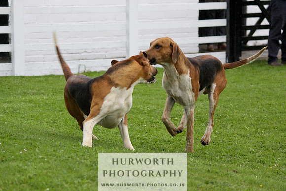 Hurworth Puppy Show Practice 062
