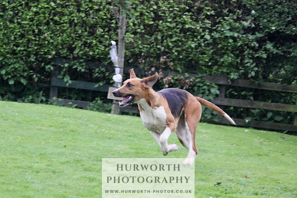 Hurworth Puppy Show Practice 063