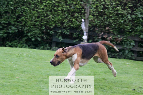 Hurworth Puppy Show Practice 064