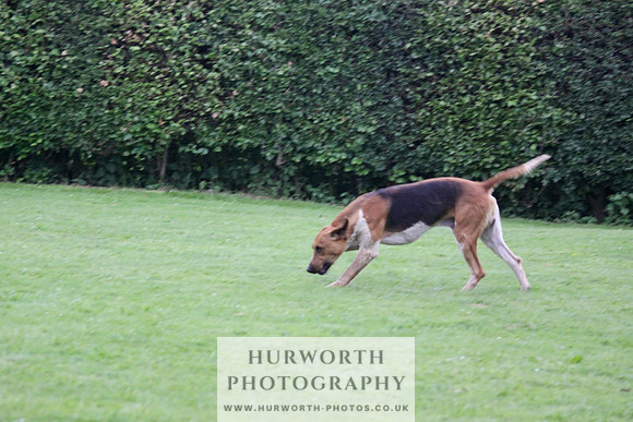 Hurworth Puppy Show Practice 065