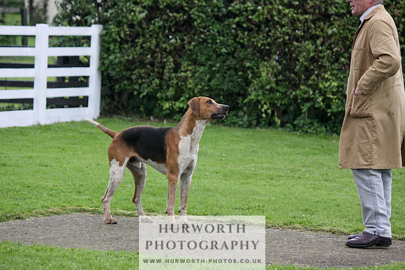 Hurworth Puppy Show Practice 066