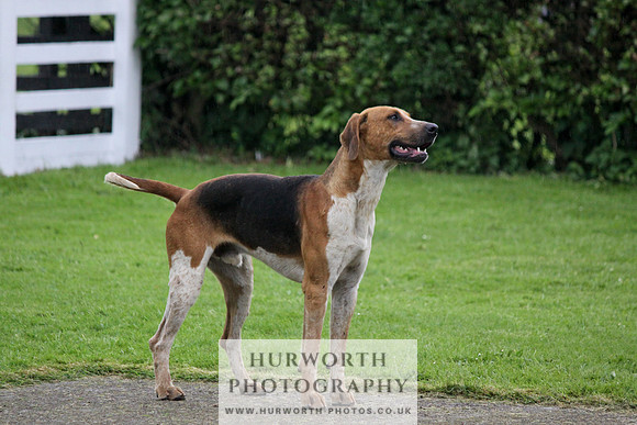Hurworth Puppy Show Practice 067