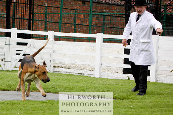 Hurworth Puppy Show 033